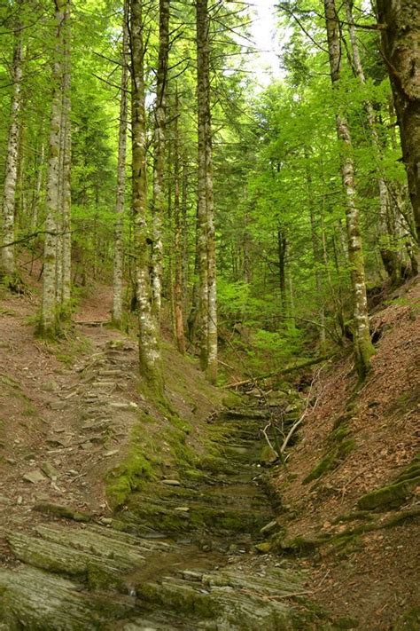 Casas Rurales en Selva de Irati